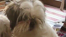 ad_1317_2.jpg