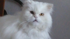 ad_724.jpg
