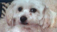ad_775_2.jpg