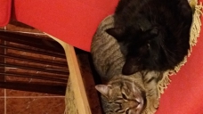 ad_996.jpg